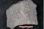 Foto (Detailansicht) von Lepidodendron sp.  (NHMW-GEO-2024-0188-11166)